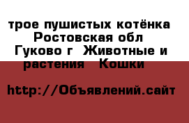 трое пушистых котёнка - Ростовская обл., Гуково г. Животные и растения » Кошки   